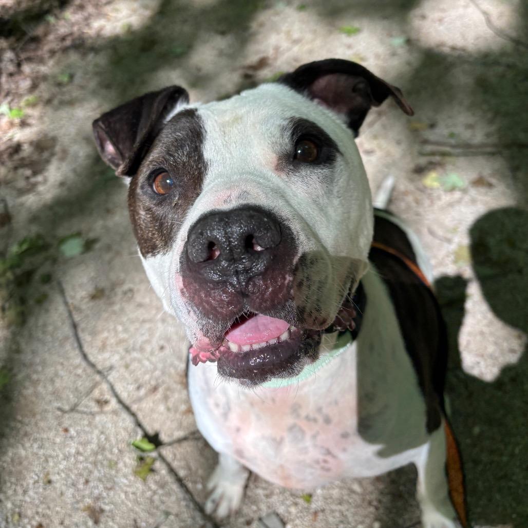 Petey, a Adoptable Pit Bull Terrier in Novelty, OH image 5/6