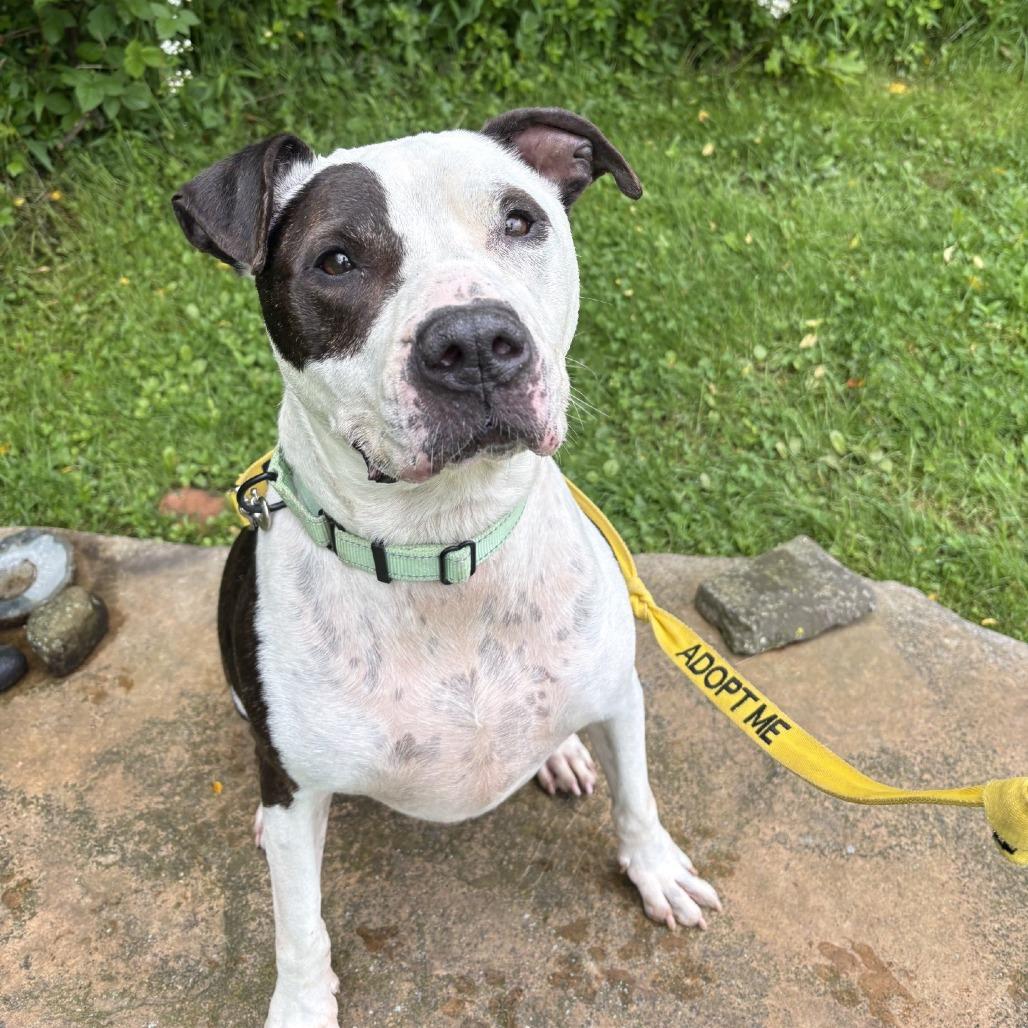 Petey, a Adoptable Pit Bull Terrier in Novelty, OH image 6/6