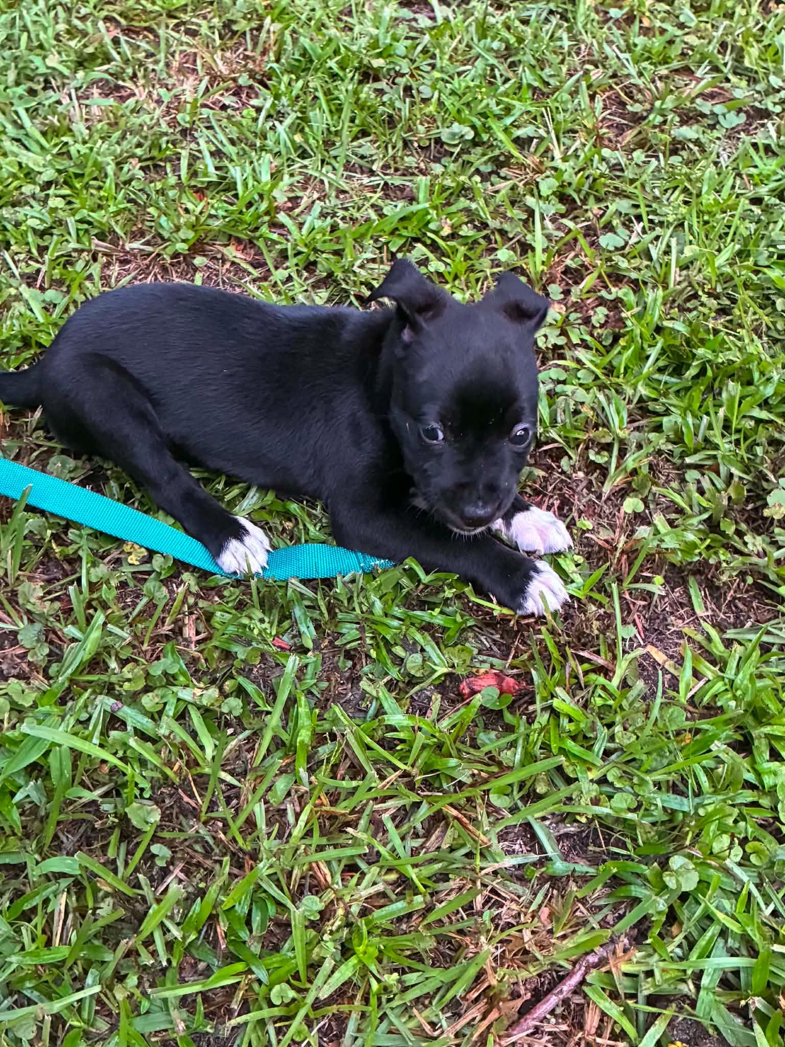 Ron (Harry Potter Litter), Adoptable, Puppy Male Labrador Retriever & Terrier.