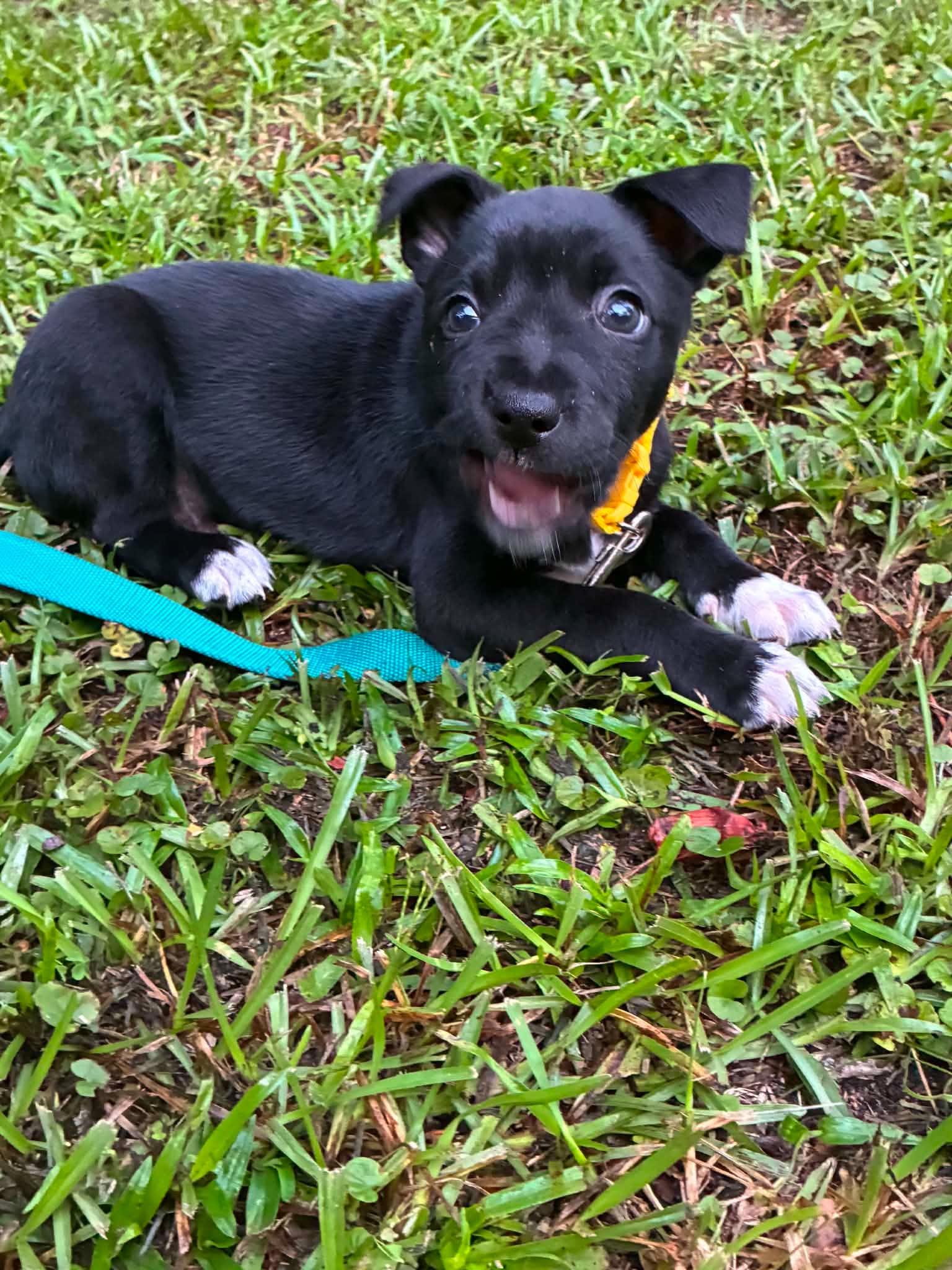 Enlarge Ron (Harry Potter Litter), a Adoptable mixed breed in Holly Springs, NC image 2/3