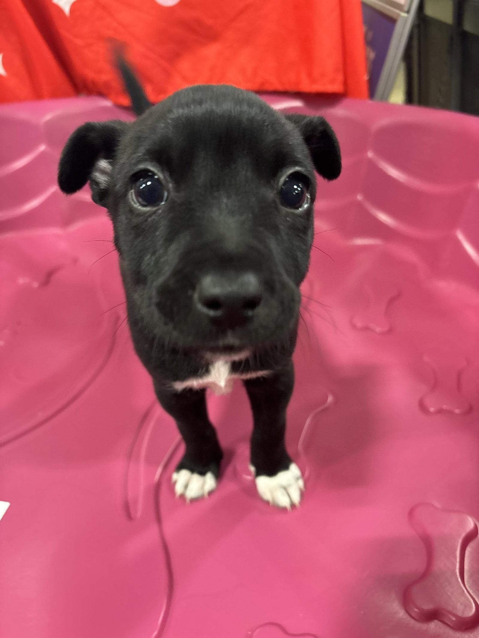 Enlarge Ron (Harry Potter Litter), a Adoptable mixed breed in Holly Springs, NC image 3/3