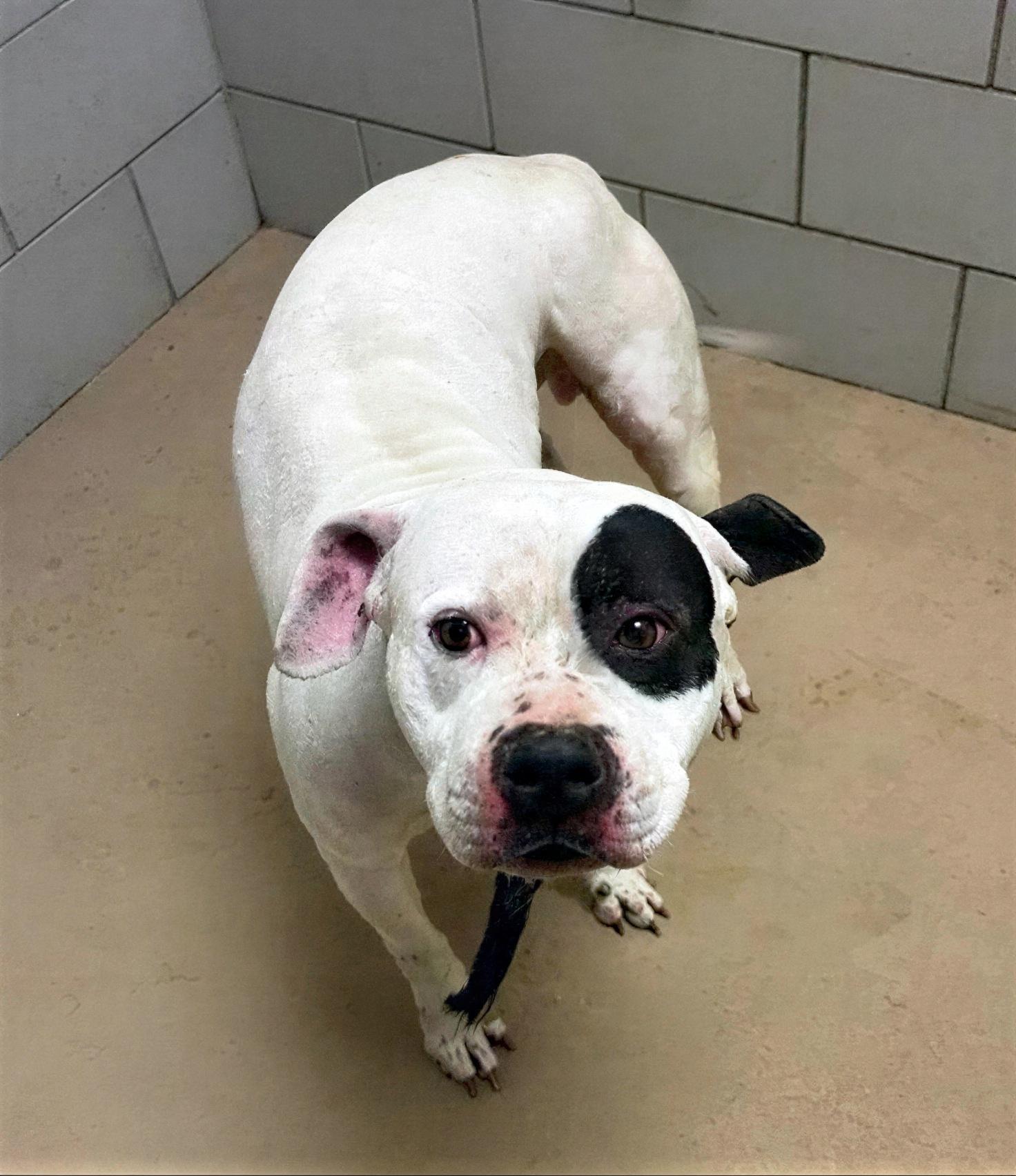 Bark Twain, ADOPTABLE, Adult Male Mixed Breed.