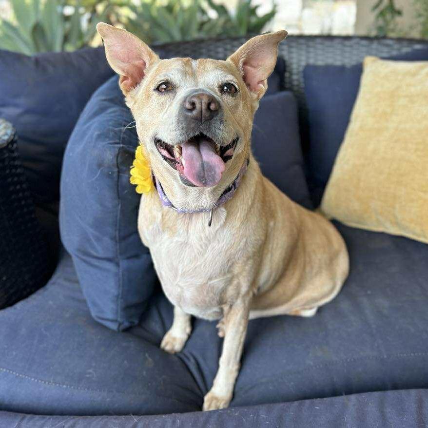 Sprinkles, a Adoptable mixed breed in Ramona, CA image 1/6