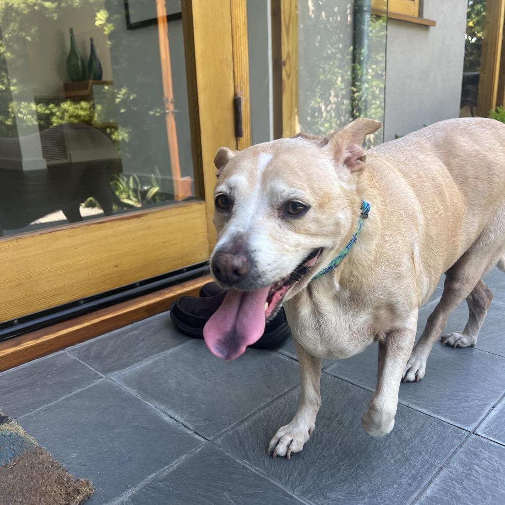 Sprinkles, a Adoptable mixed breed in Ramona, CA image 2/6