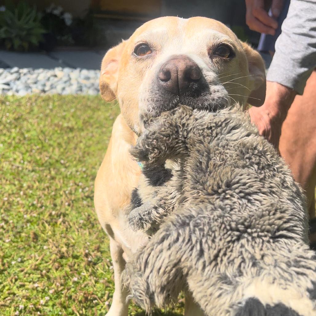 Sprinkles, a Adoptable mixed breed in Ramona, CA image 3/6