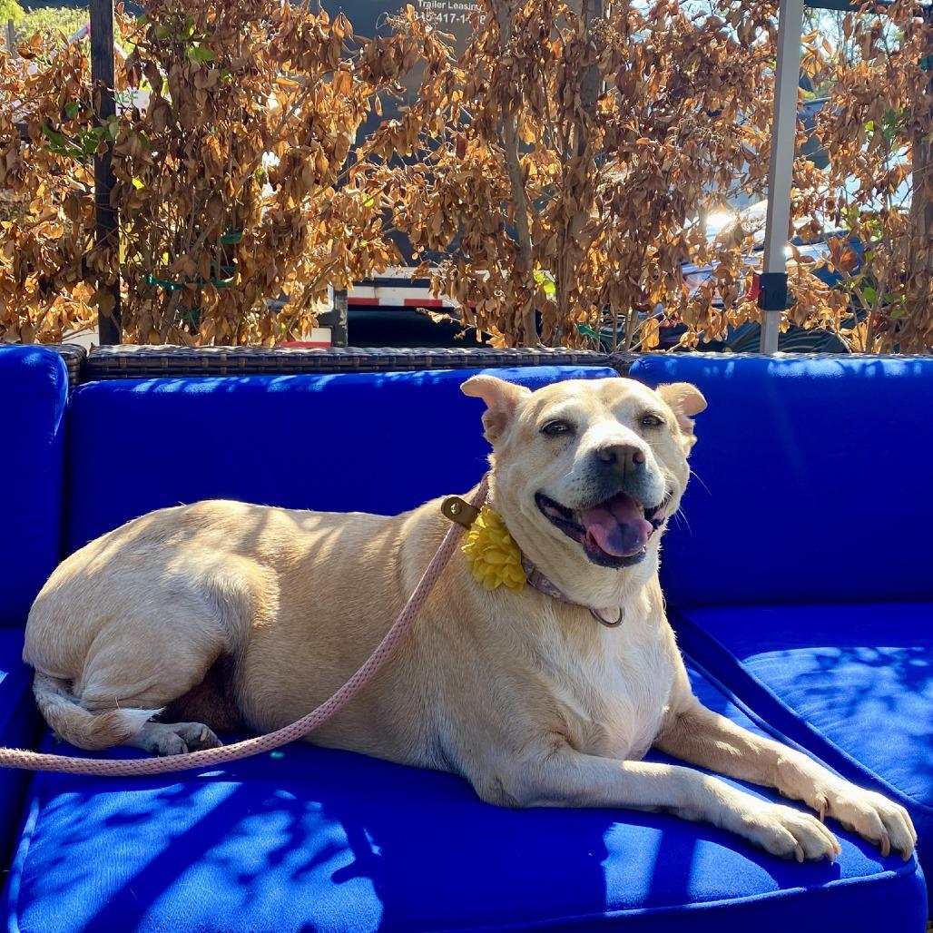 Sprinkles, a Adoptable mixed breed in Ramona, CA image 4/6