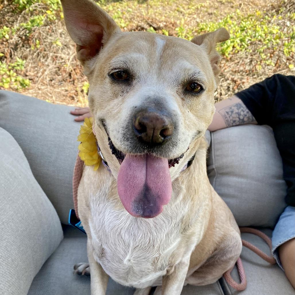 Sprinkles, a Adoptable mixed breed in Ramona, CA image 5/6