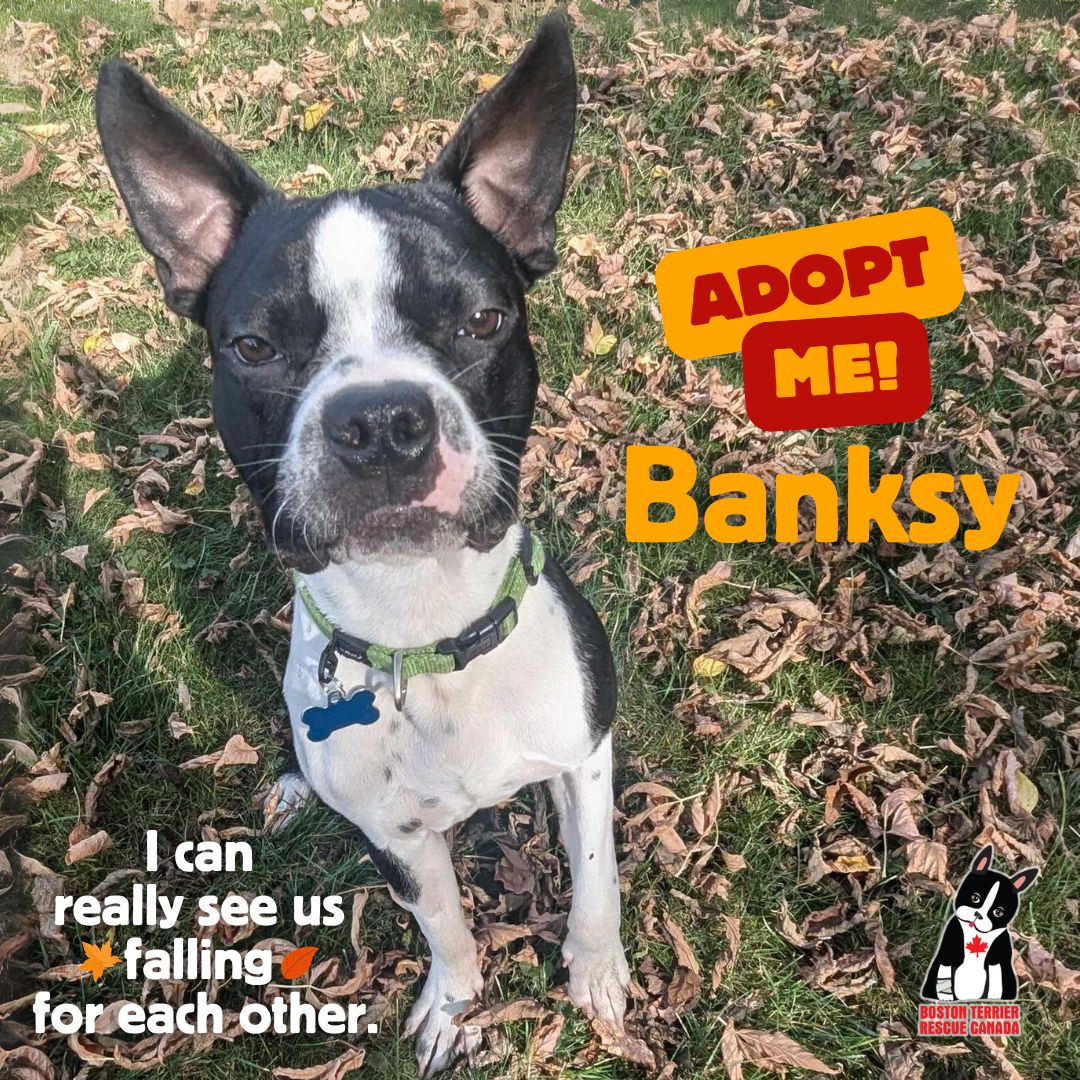 Enlarge Banksy, a Adopted mixed breed in Port Colborne, ON image 1/1