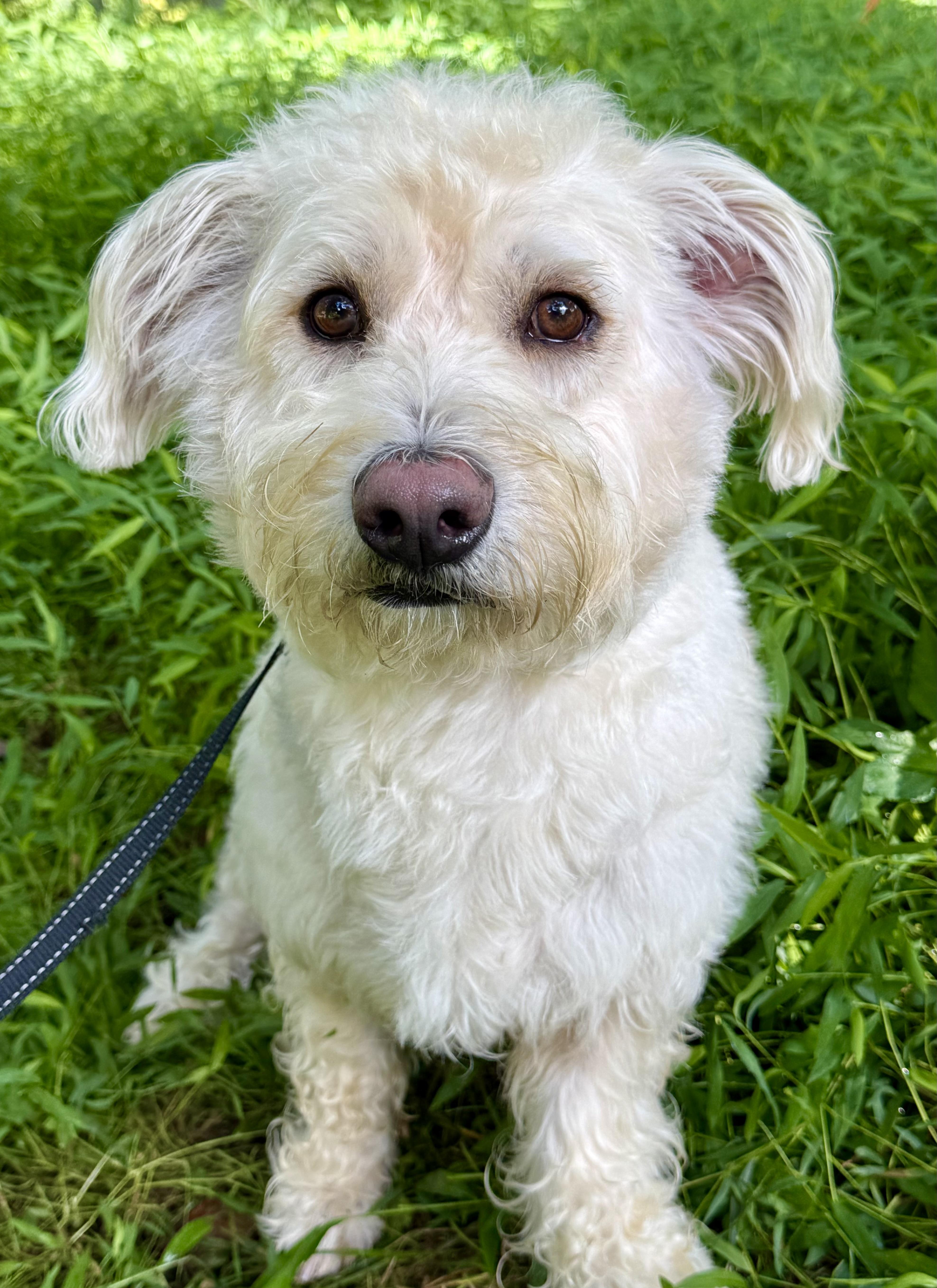 Enlarge Falcore, a Adopted mixed breed in Tomkins Cove, NY image 5/5