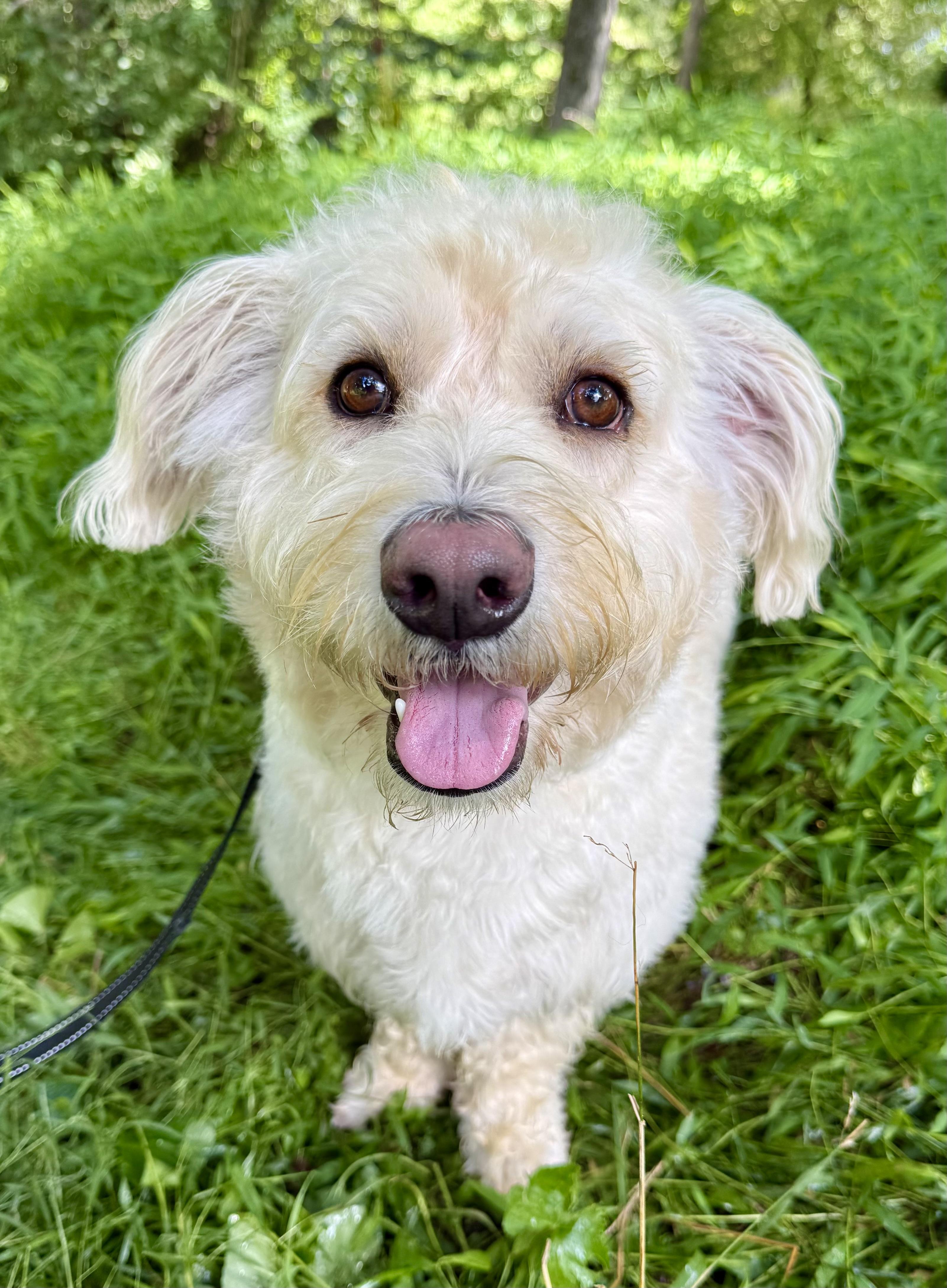 Falcore, Adopted, Adult Male Goldendoodle.