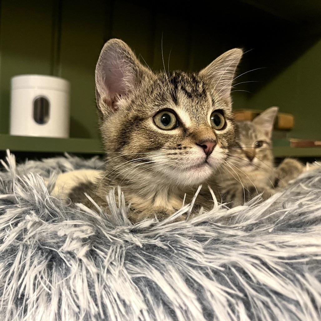 Earl Gray, Adoptable, Kitten Male Domestic Short Hair.