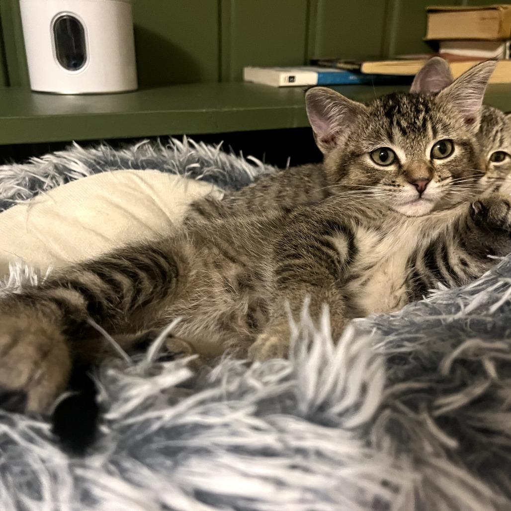 Enlarge Earl Gray, a Adoptable Domestic Short Hair in St. Paul, MN image 2/6