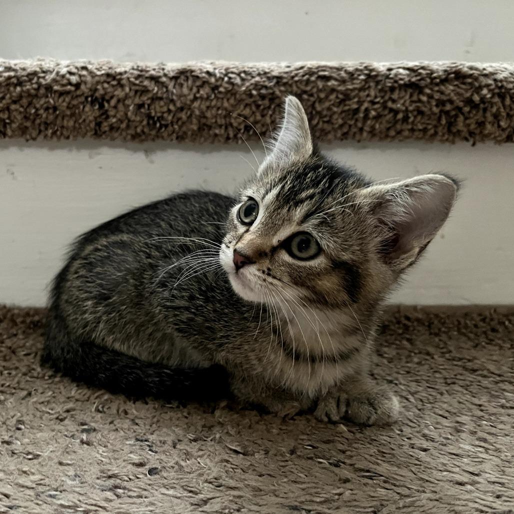Enlarge Earl Gray, a Adoptable Domestic Short Hair in St. Paul, MN image 3/6