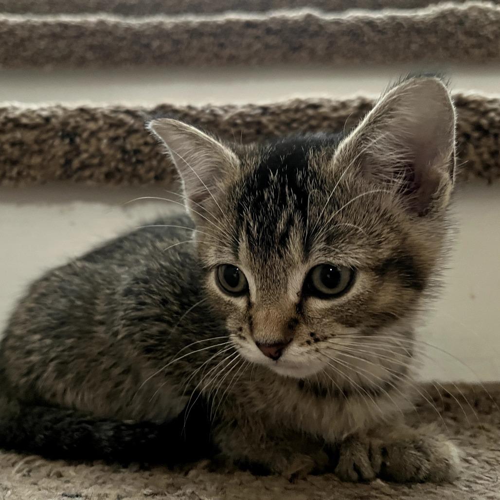 Enlarge Earl Gray, a Adoptable Domestic Short Hair in St. Paul, MN image 5/6