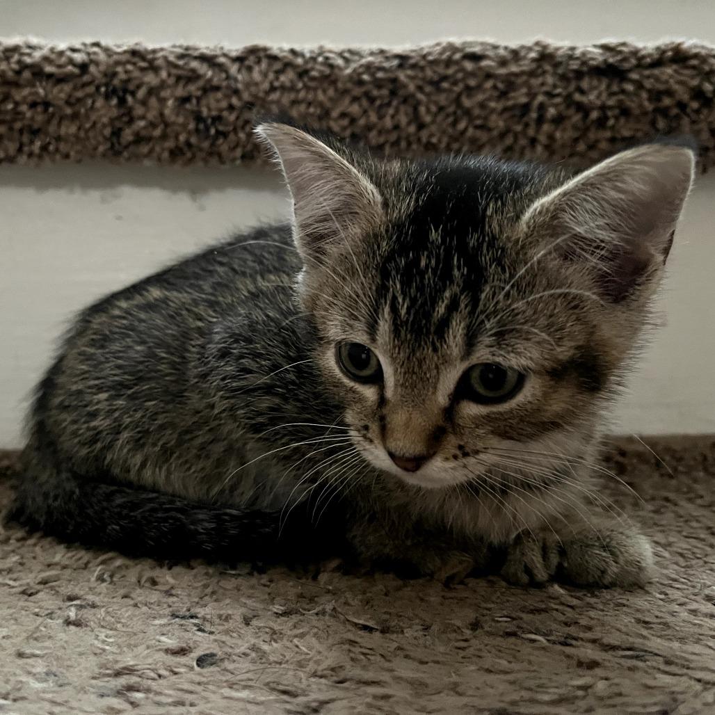 Enlarge Earl Gray, a Adoptable Domestic Short Hair in St. Paul, MN image 6/6