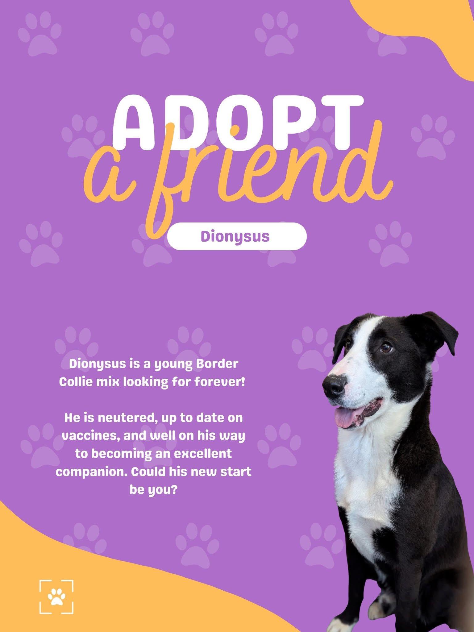 Dionysus, ADOPTABLE, Young Male Border Collie & Australian Shepherd.