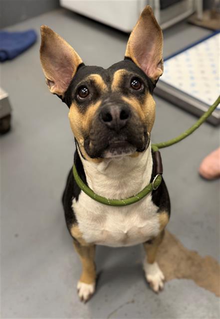 Enlarge BROOKIE, a Adoptable Pit Bull Terrier in Peoria, IL image 1/1