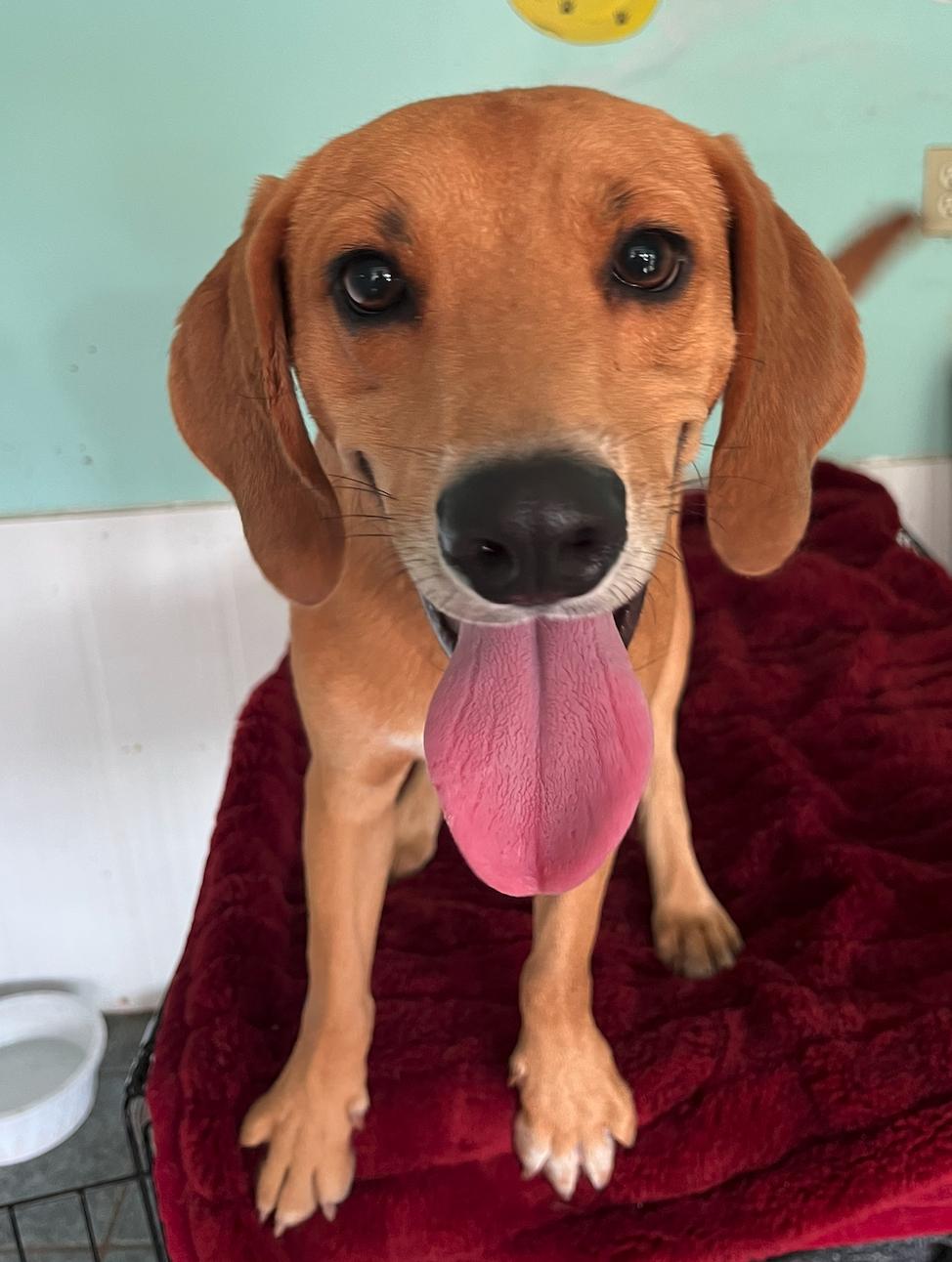 Enlarge Tom Sawyer, a Adoptable mixed breed in Osteen, FL image 1/3