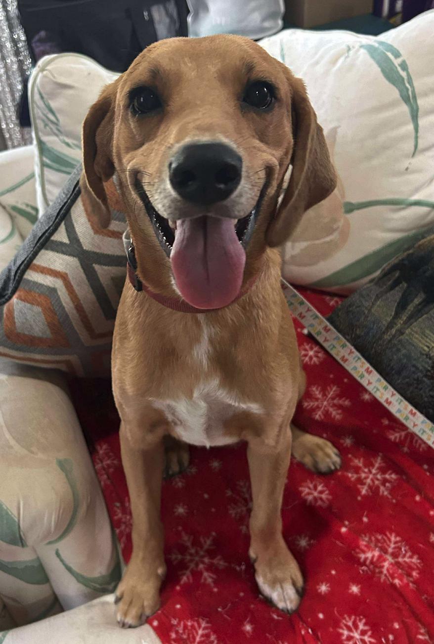 Tom Sawyer, a Adoptable mixed breed in Osteen, FL image 1/3