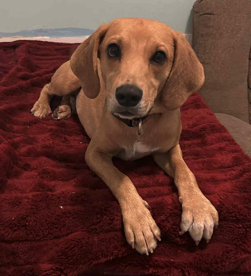 Tom Sawyer, a Adoptable mixed breed in Osteen, FL image 2/3