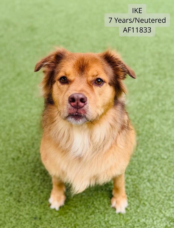Enlarge Ike, a Adoptable Chow Chow in Supply, NC image 1/1