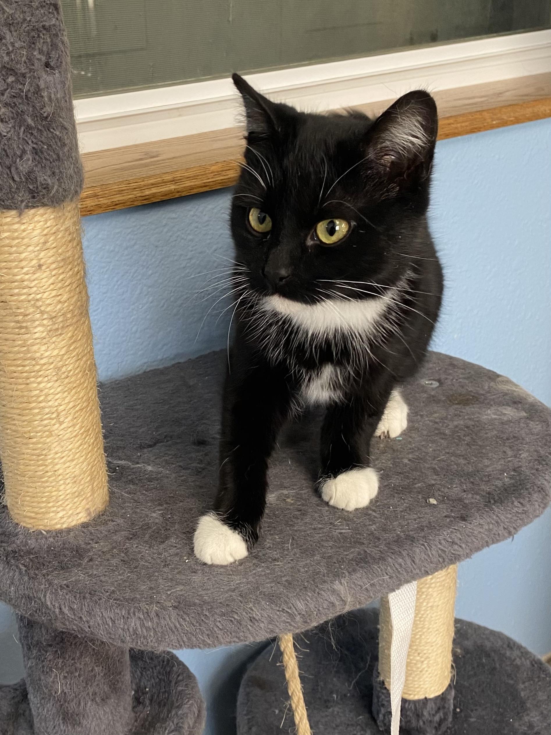 Boots, an adopted Domestic Short Hair in Choteau, MT image 2/3