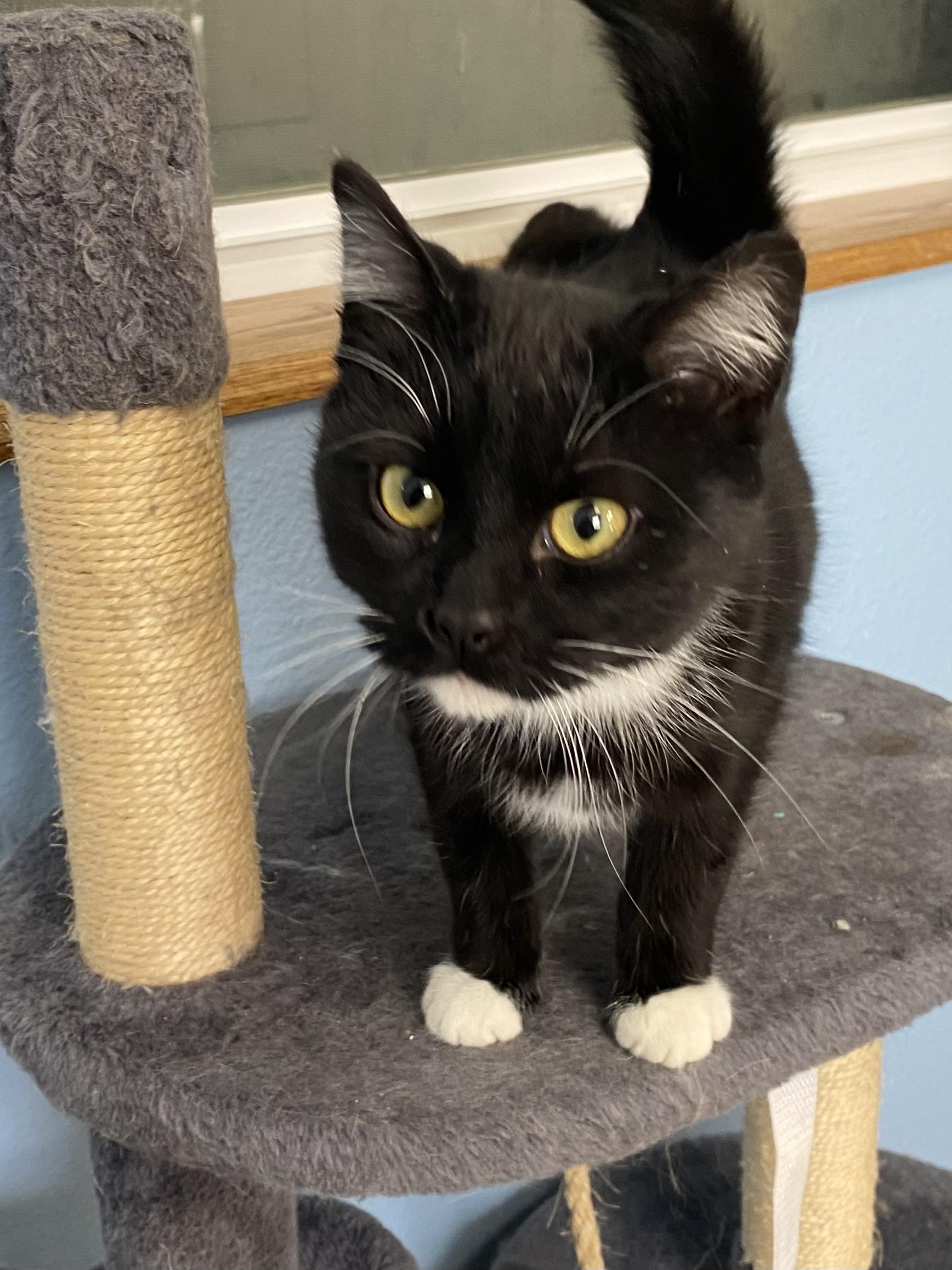 Boots, adopted, Young Female Domestic Short Hair.