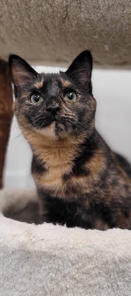 Enlarge BONDED SIBLINGS - Timmy & Toffee, a Adoptable mixed breed in Abington, PA image 1/5