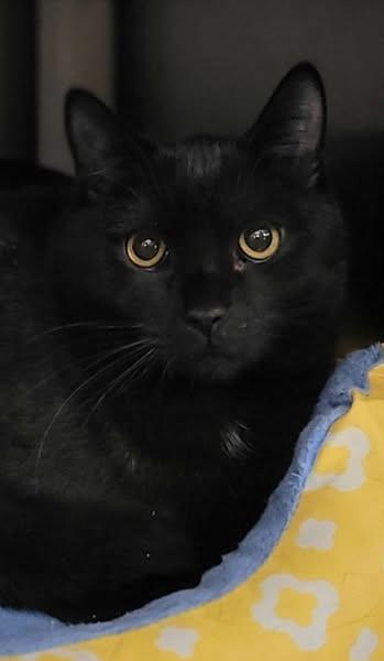 Enlarge BONDED SIBLINGS - Timmy & Toffee, a Adoptable mixed breed in Abington, PA image 2/5