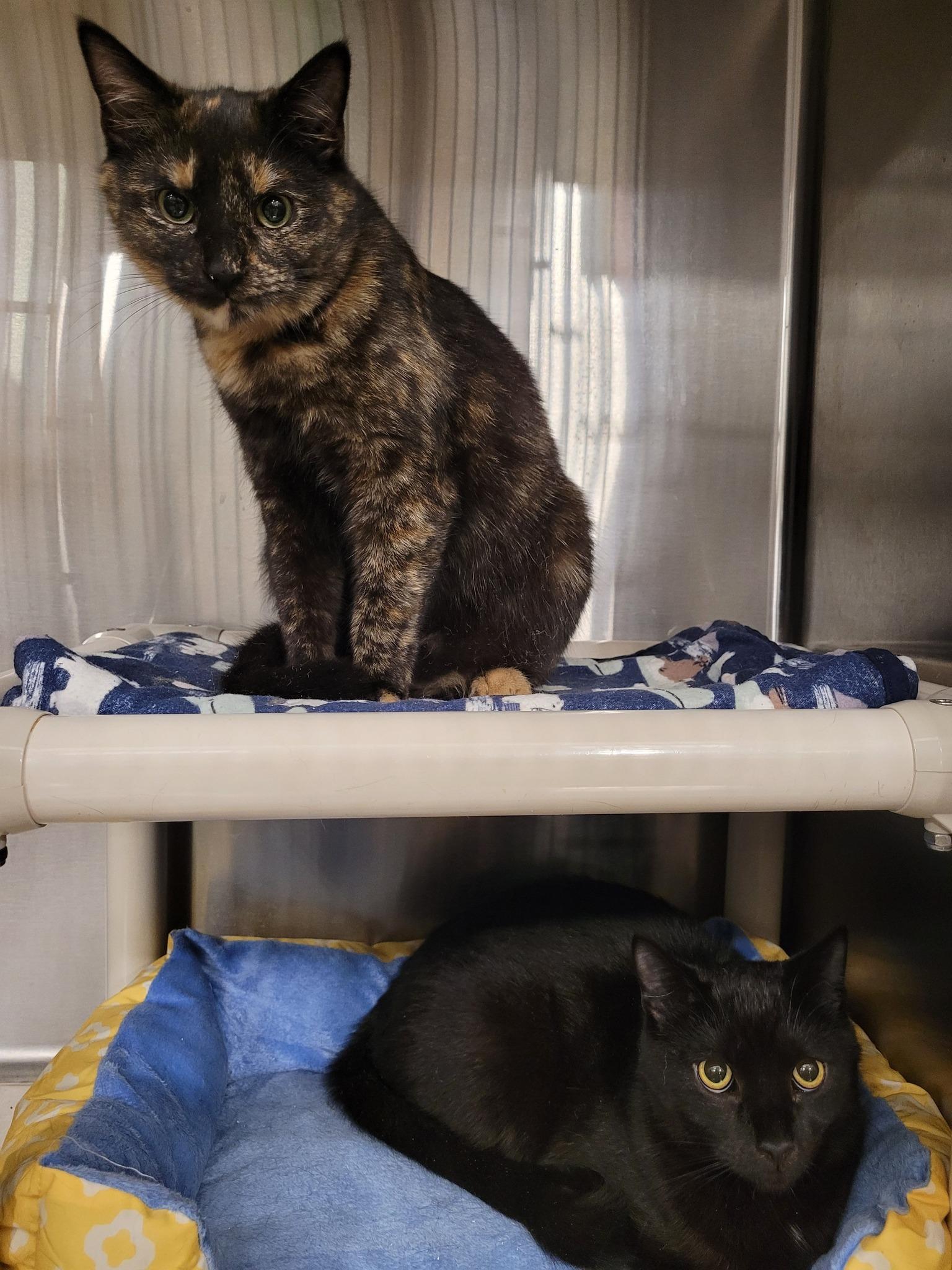 Enlarge BONDED SIBLINGS - Timmy & Toffee, a Adoptable mixed breed in Abington, PA image 3/5