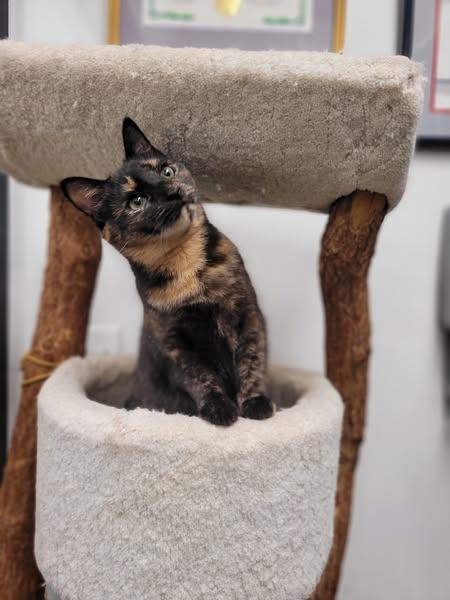 Enlarge BONDED SIBLINGS - Timmy & Toffee, a Adoptable mixed breed in Abington, PA image 5/5