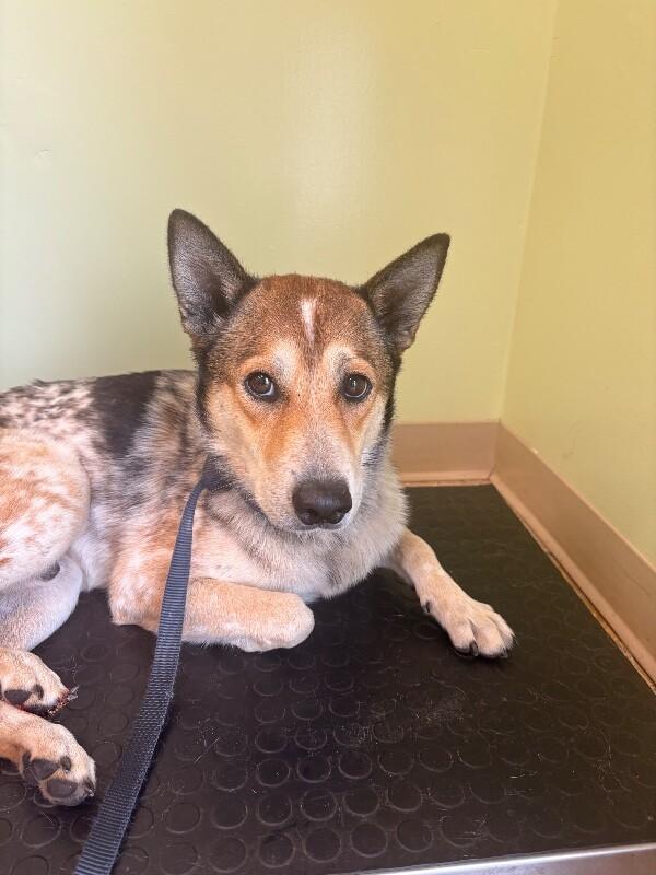 Slim, Adoptable, Adult Male Mixed Breed.