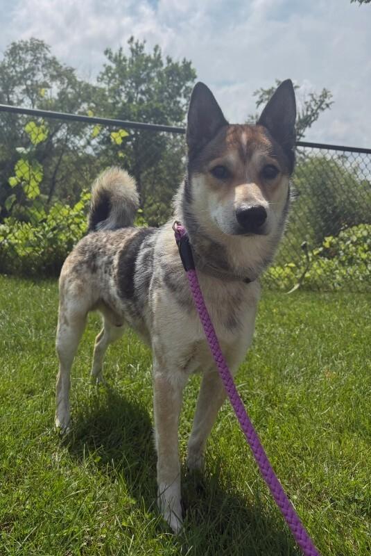 Slim, a Adoptable Mixed Breed in Warren, PA image 2/3