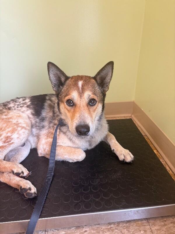 Slim, a Adoptable Mixed Breed in Warren, PA image 3/3