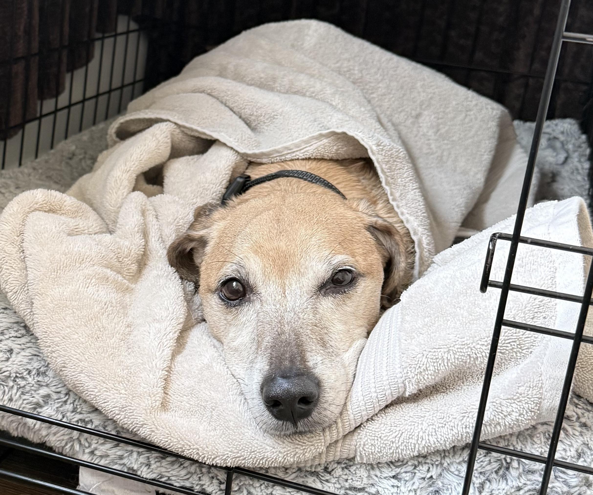 Enlarge Benji, a Adoptable mixed breed in Brooklyn, NY image 4/6