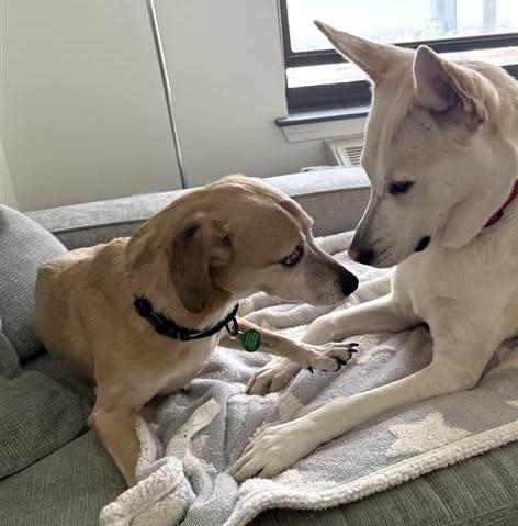 Enlarge Benji, a Adoptable mixed breed in Brooklyn, NY image 2/6