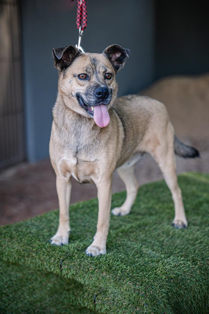 Gigi, Adoptable, Young Female Black Mouth Cur & Mastiff.