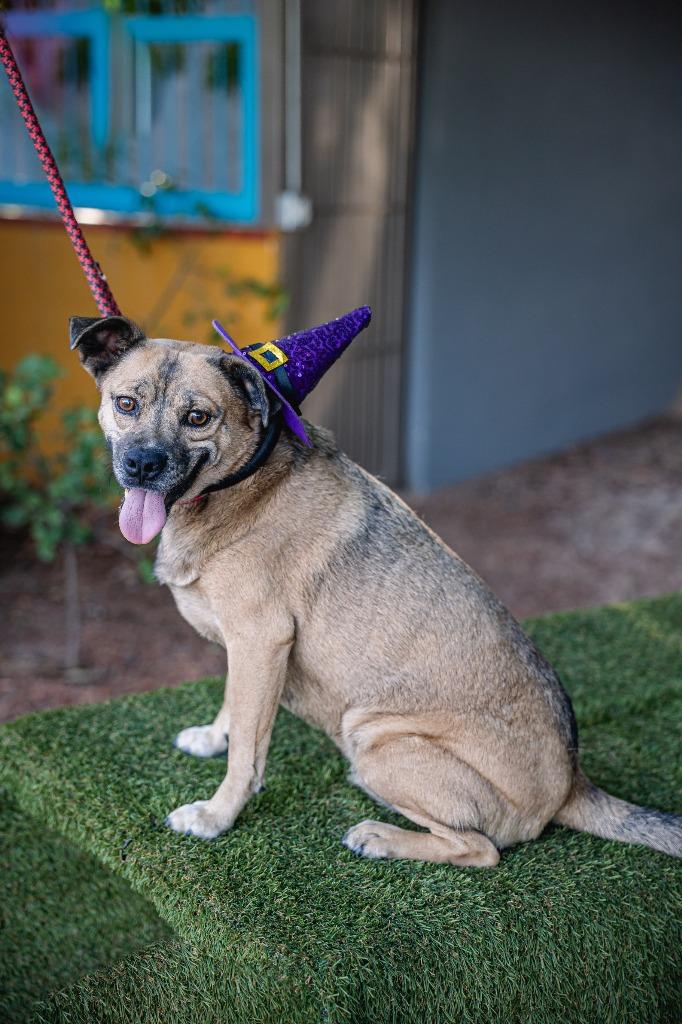 Gigi, a Adoptable mixed breed in Anacortes, WA image 2/6