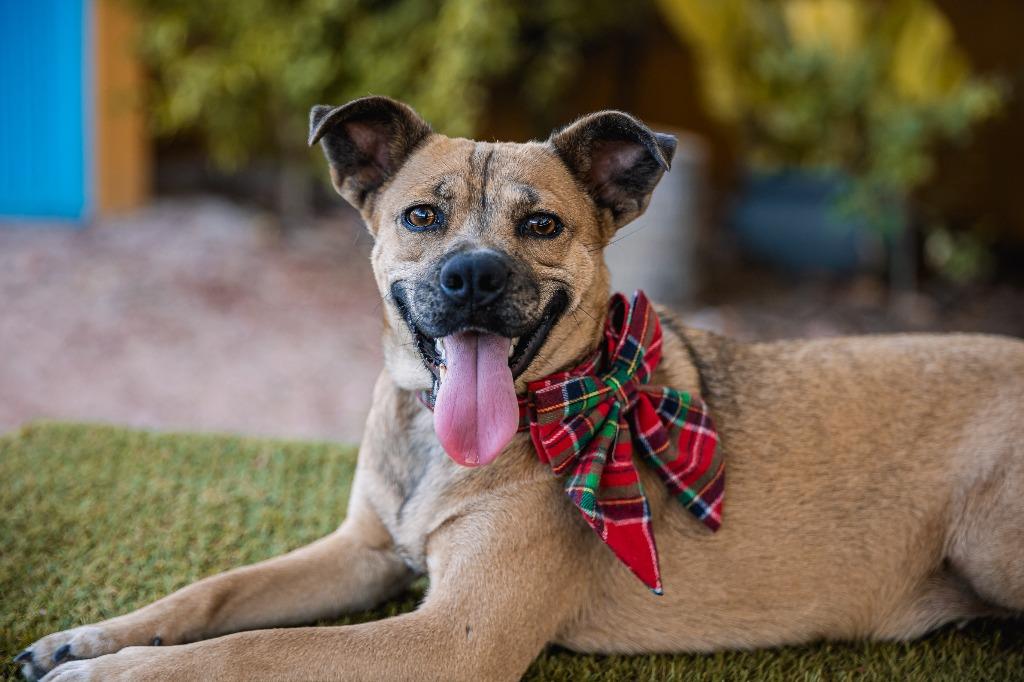 Gigi, a Adoptable mixed breed in Anacortes, WA image 3/6