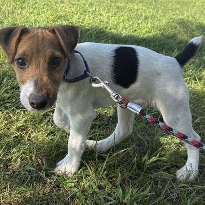 Ben, Adoptable, Puppy Male Parson Russell Terrier & Mixed Breed.