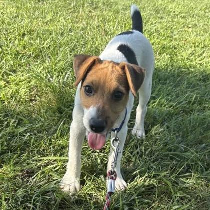 Enlarge Ben, a Adoptable mixed breed in Janesville, WI image 2/3