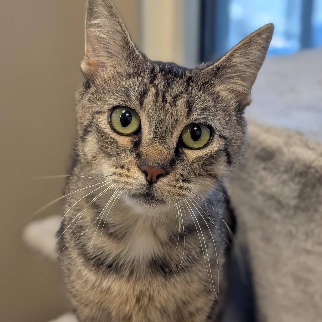 Molly, a Adoptable Domestic Short Hair in Sonoma, CA image 1/6