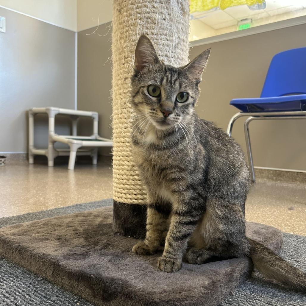 Molly, a Adoptable Domestic Short Hair in Sonoma, CA image 2/6