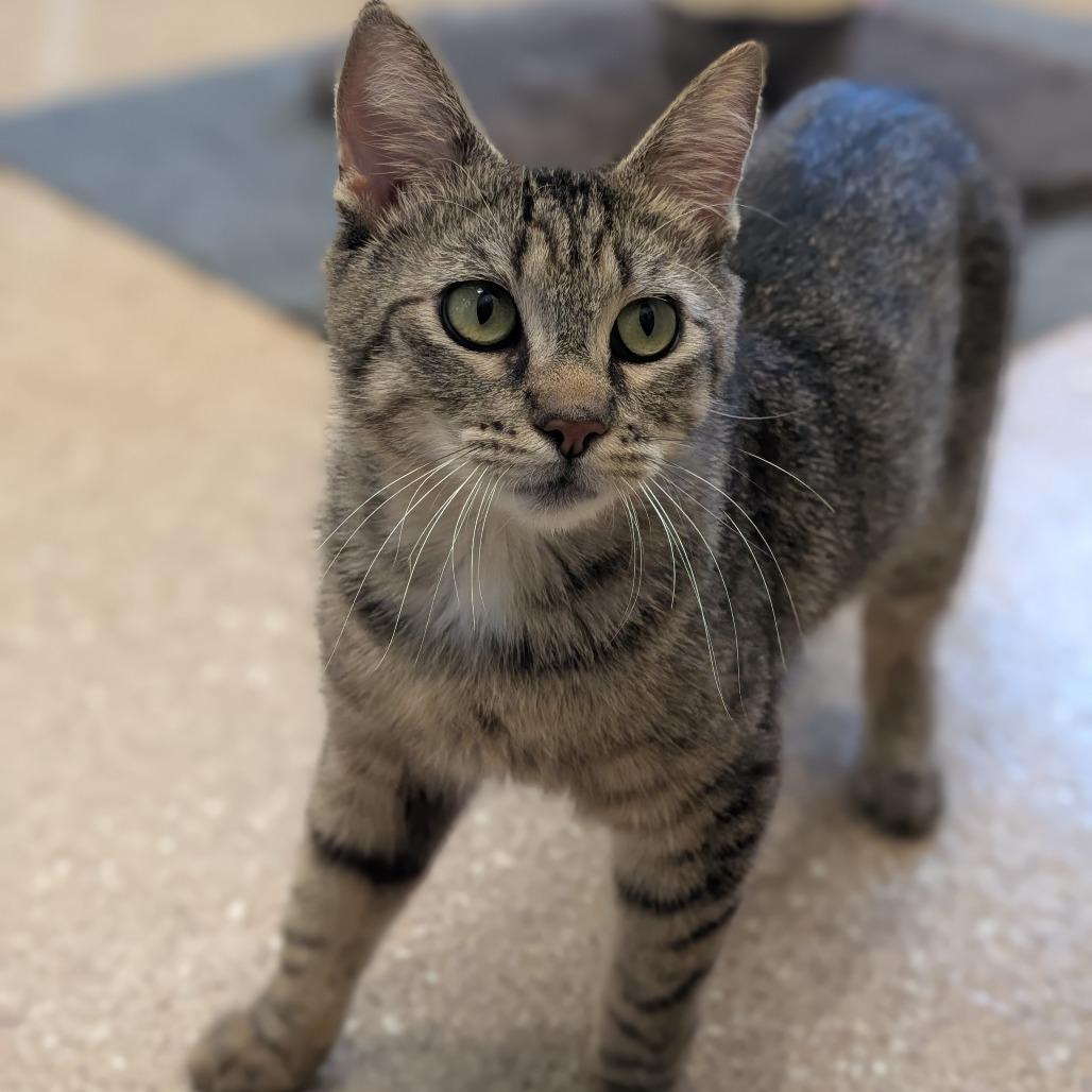 Molly, a Adoptable Domestic Short Hair in Sonoma, CA image 3/6