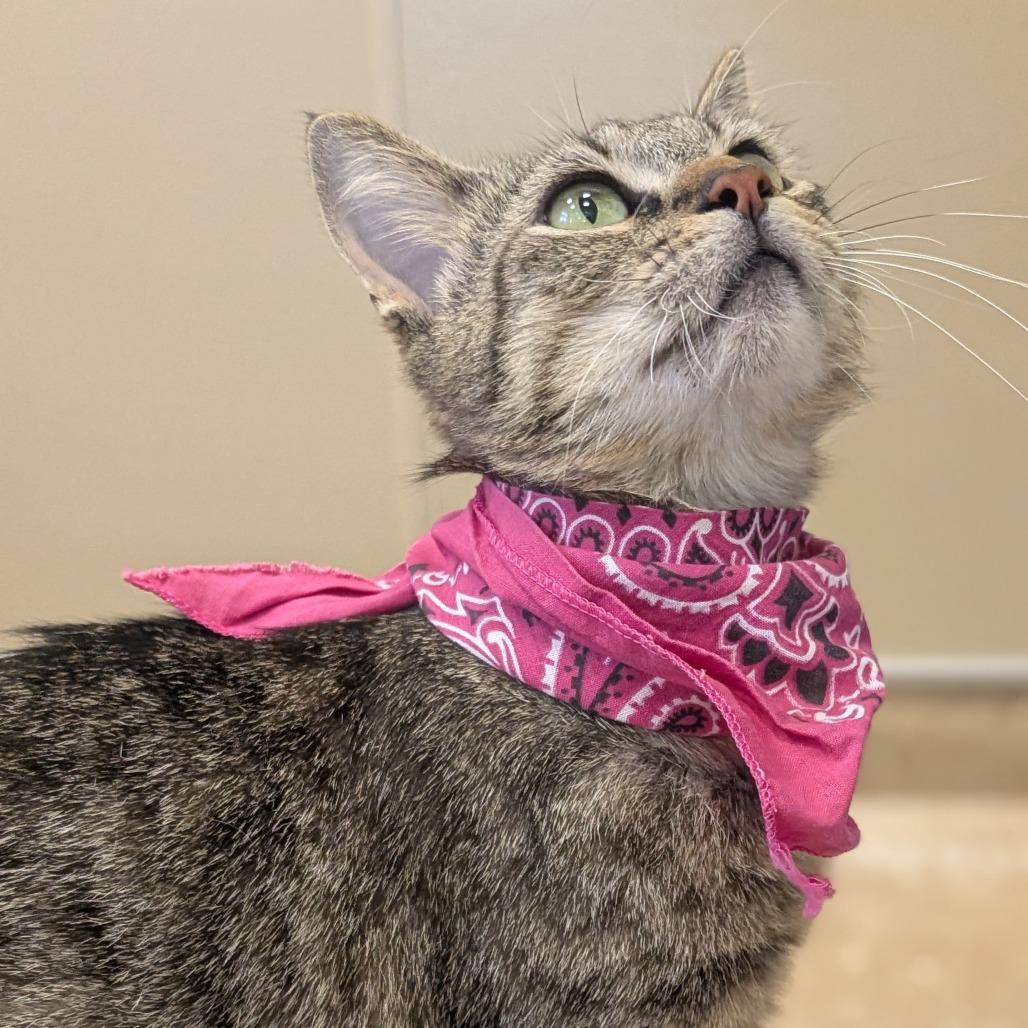 Molly, a Adoptable Domestic Short Hair in Sonoma, CA image 4/6