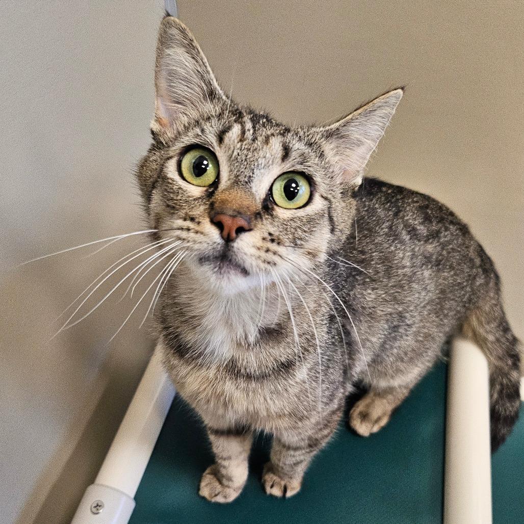 Molly, a Adoptable Domestic Short Hair in Sonoma, CA image 5/6
