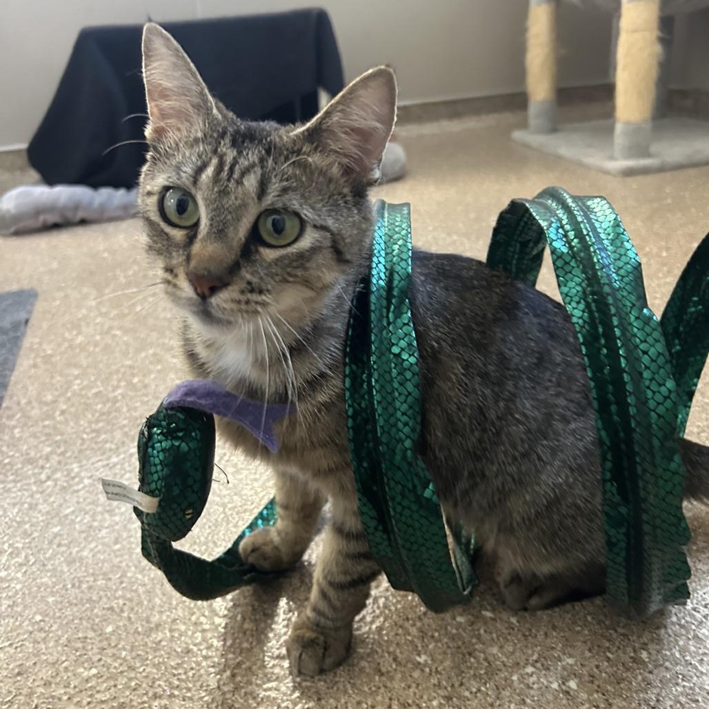 Molly, a Adoptable Domestic Short Hair in Sonoma, CA image 6/6