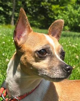 Enlarge Catalina, a Adoptable Chihuahua in Canterbury, CT image 1/5