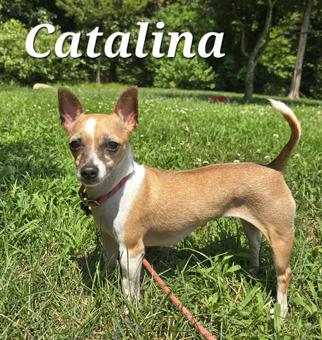 Enlarge Catalina, a Adoptable Chihuahua in Canterbury, CT image 5/5