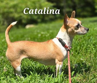 Enlarge Catalina, a Adoptable Chihuahua in Canterbury, CT image 4/5